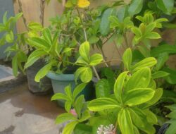 Tanaman Parijata, Nama Berasal Dari Tembang Wali Jawa Dengan Banyak Khasiat Dan Manfaat