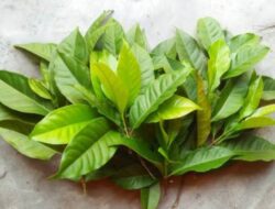 Berbagai Manfaat Daun Salam untuk Kesehatan