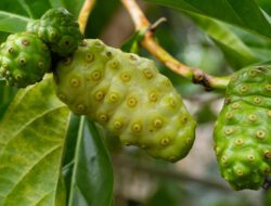 Manfaat Buah Mengkudu Untuk Kesehatan