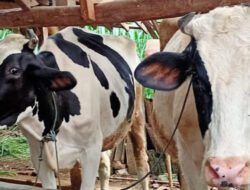 Peternak Sapi Korban PMK di Ponorogo Dapat Bantuan Dari Kementerian Pertanian