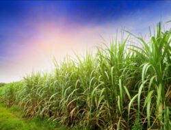 PTP X Targetkan Produksi 416 Ribu Ton Tebu