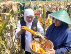 Jagung Varietas Reog Ini Mampu Hasilkan 12,4 Ton Per Hektar