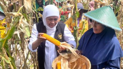 Jagung Varietas Reog Ini Mampu Hasilkan 12,4 Ton Per Hektar