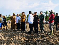 Jokowi Tinjau Food Estate di Keerom Papua