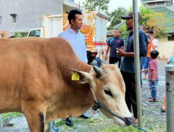 Ini Keistimewaan Sapi Kangean Madura yang jadi Pilihan Kurban Wagub Emil Dardak