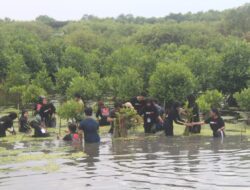 Komitmen Jaga Lingkungan, BEM FISIP UWKS Lakukan Tanam Mangrove