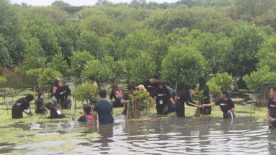 Komitmen Jaga Lingkungan, BEM FISIP UWKS Lakukan Tanam Mangrove