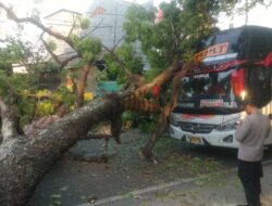 Pohon Tumbang Menimpa Bus Sedang Melintas di Magetan