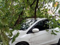 Diamuk Cuaca Ekstrim di Magetan, Mobil Parkir Tertimpa Pohon Tumbang