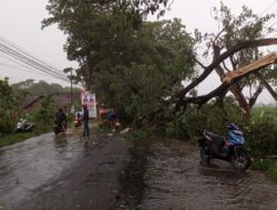 Magetan Diamuk Cuaca Ekstrem, Pohon Ambruk di Dua Titik