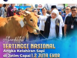 Instagram Khofifah Unggah Angka Kelahiran Sapi Jatim Tertinggi, Sindir Impor Sapi Prabowo?