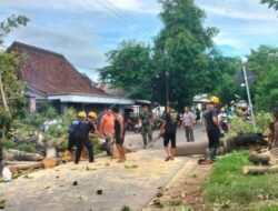 Terdera Hujan Angin, Pohon Lapuk di Magetan dan Ponorogo Tumbang
