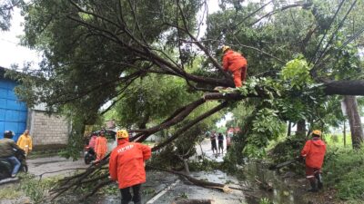 Jalur Alternatif Madiun – Magetan Terhalang Pohon Tumbang, Arus Lalin Tersendat