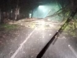 Cuaca Ekstrem Belum Usai, Dua Pohon Dibikin Tumbang di Magetan