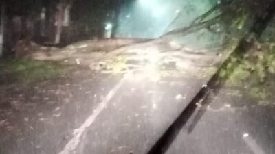 Cuaca Ekstrem Belum Usai, Dua Pohon Dibikin Tumbang di Magetan