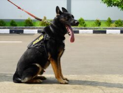 5 Anabul Andalan Pengungkap Kejahatan, Mulai Kasus Narkoba Hingga Lacak DPO