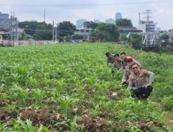 Hijau-hijau di Tengah Kota Jakarta, Ternyata Kebun Jagung Milik Polisi