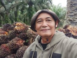 Benarkah Tanaman Kelapa Sawit Itu Rakus Air?