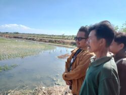 Live In Bareng Petani, GMNI Surabaya Soroti Minimnya Pendampingan dan Bantuan Alat Pertanian