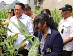Sebanyak 2,6 Ton Jagung SPHP untuk Peternak Ayam Petelur Telah Disalurkan Oleh Dispangtan Kota Malang