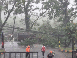 Hujan dan Angin Kencang Kembali Tumbangkan Pohon di Kedungkandang Sebabkan Pengendara Cedera