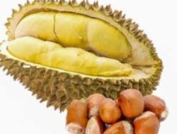 Biji Durian Jangan Dibuang Karena Ada Beberapa Manfaat Bagi Kesehatan