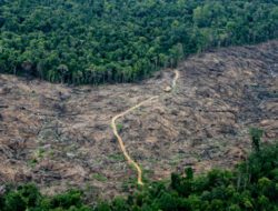 Dunia Soroti Hutan Indonesia, Tanah Kita Punya Kekuatan ‘Penyembuh’ Alami untuk Lawan Krisis Iklim