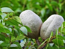 Beberapa Manfaat Buah Mahoni Bagi Kesehatan dan Kegunaannya Sebagai Obat Tradisional