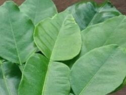 Manfaat Daun Jeruk Nipis Untuk Kesehatan Anda