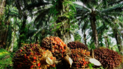 Ketimpangan Sosial Kerap Muncul Dalam Pengelolaan Lahan Sawit