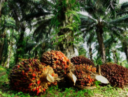 Ketimpangan Sosial Kerap Muncul Dalam Pengelolaan Lahan Sawit