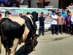 Di Kabupaten Pasaman Sapi Kurban Presiden Prabowo Subianto Untuk Warga Alahan Mati, Bupati Welly: “Wujud Kepedulian untuk Masyarakat”