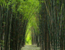 SURGA DI PELAMINAN: Membedah Makna Spiritual Sakinah, Mawaddah, dan Rahmah