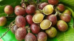 Buah Matoa Yang Enak dan Manfaatnya Untuk Kesehatan